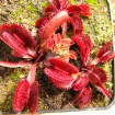 Dionaea "Red Sawtooth"