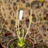 Drosera filiformis var. gigantea