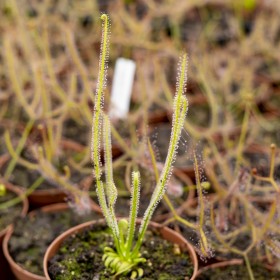 Drosera filiformis var. gigantea