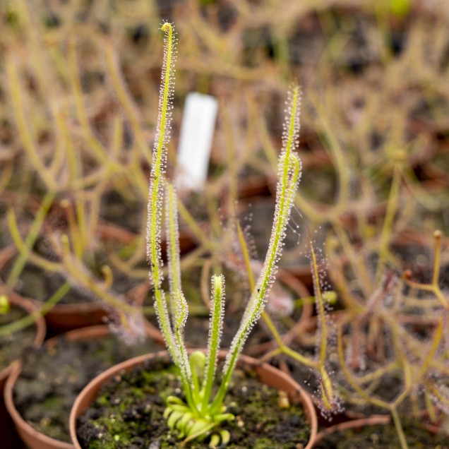 Drosera filiformis var. gigantea