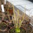 Drosera filiformis var. gigantea
