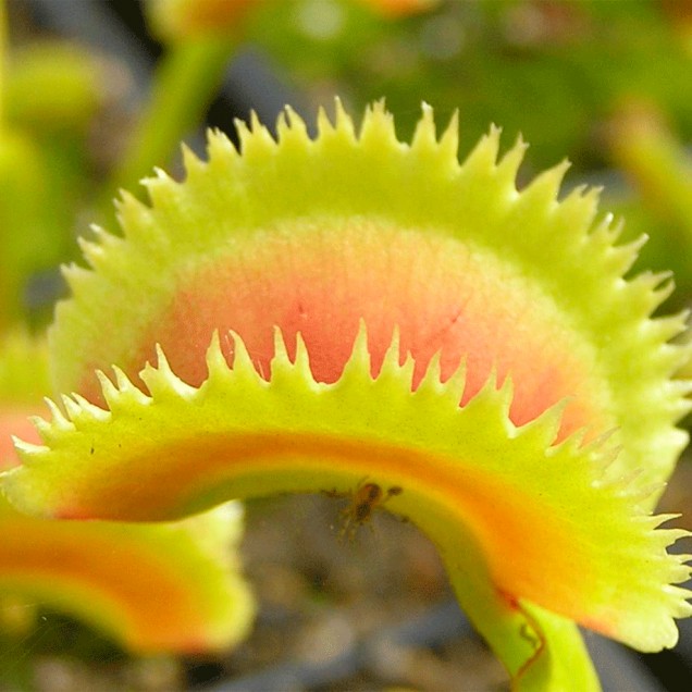 Dionaea "Sawtooth"