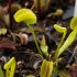 Dionaea "Dentate Traps"