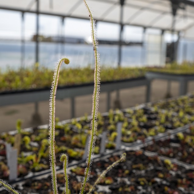 Drosera filiformis var. gigantea