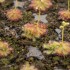Drosera trinervia