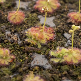 Drosera trinervia