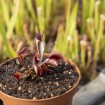 Dionaea "Trev's Red Dentate"