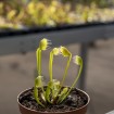 Dionaea "Erect Cup Trap BCP"