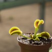 Dionaea "Sawtooth"