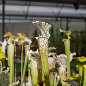 Sarracenia leucophylla
