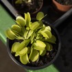 Dionaea "Green Sawtooth"