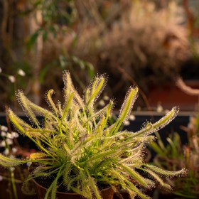 Drosera capensis "alba"