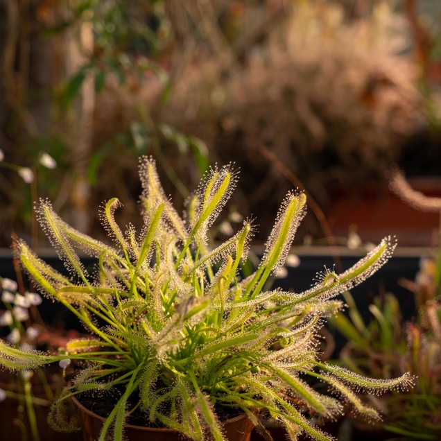 Drosera capensis "alba"
