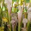 Sarracenia leucophylla "Helmut’s Delight x Perdido", Alabama