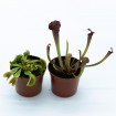 Pack Dionaea y Sarracenia