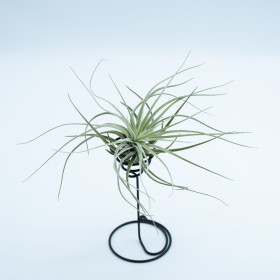 Tillandsia veleckiana