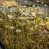 Dionaea muscipula "Mix"