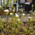 Dionaea muscipula "Mix"