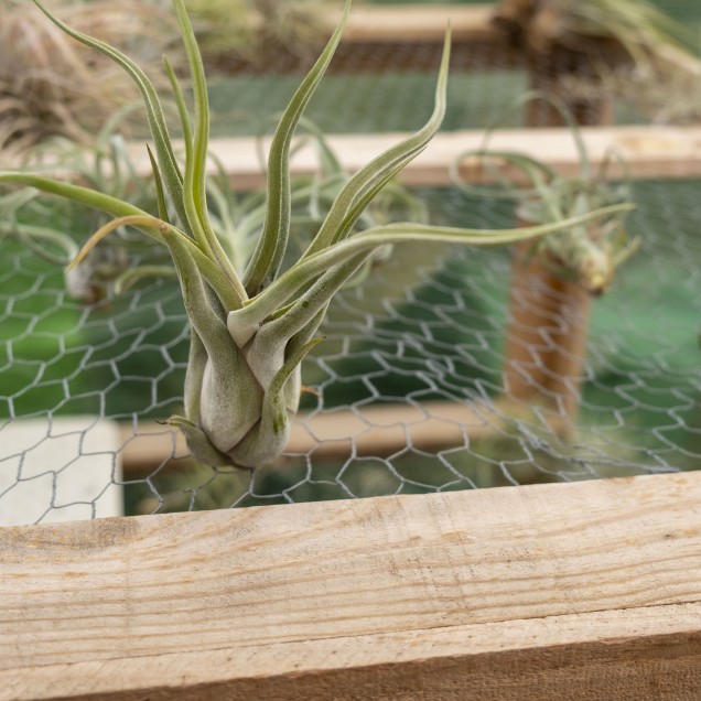 Tillandsia caput medusae