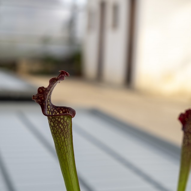 Sarracenia x farnhamii