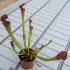 Sarracenia x farnhamii