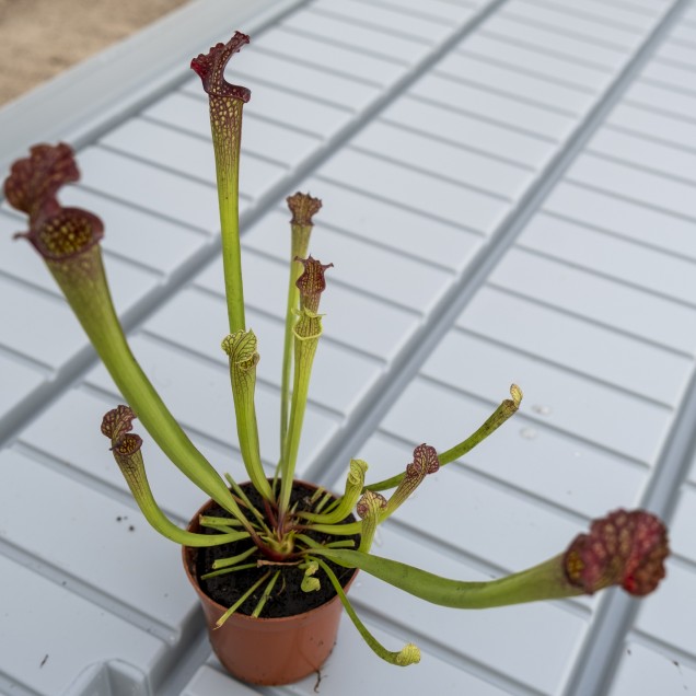 Sarracenia x farnhamii