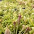 Sarracenia 'Scarlet Belle'