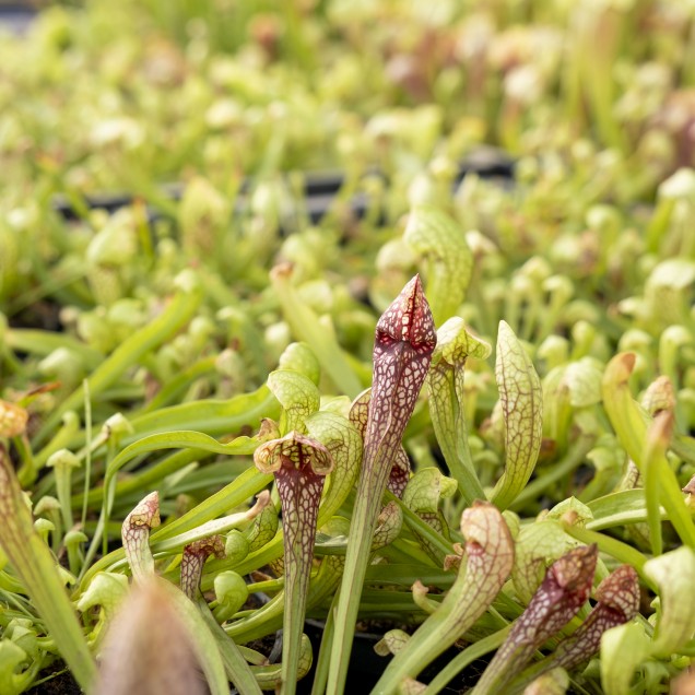 Sarracenia 'Scarlet Belle'