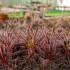 Drosera capensis "all red"