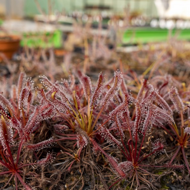 Drosera capensis "all red"