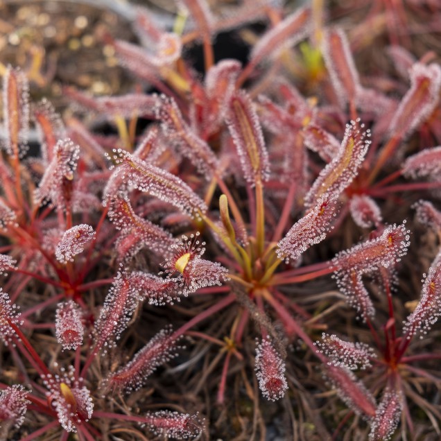 Drosera capensis "all red"