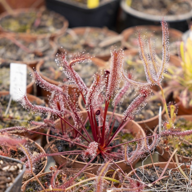 Drosera capensis "all red"