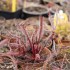 Drosera capensis "all red"