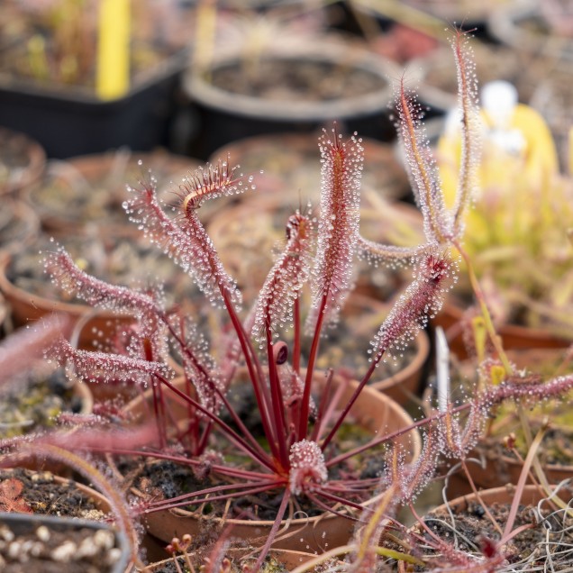 Drosera capensis "all red"
