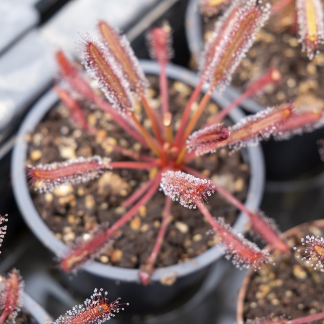 Drosera capensis "all red"