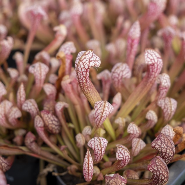 Sarracenia 'Scarlet Belle'