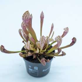 Sarracenia 'Scarlet Belle'