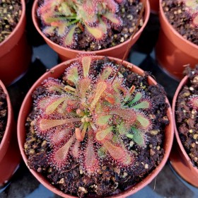Drosera spahulata x ultramafica