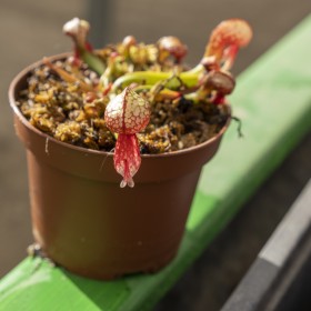 Darlingtonia californica