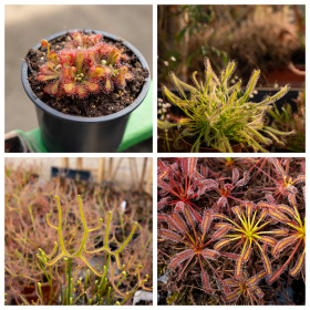 Drosera mix