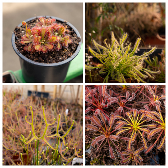 Drosera mix