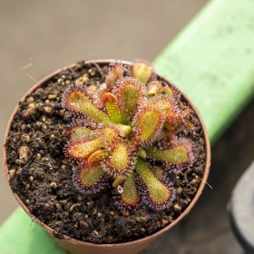 Drosera venusta