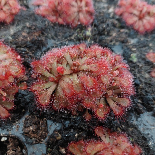 Drosera rubrifolia