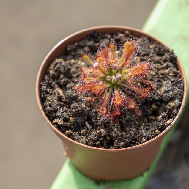Drosera neocaledonica x oblanceolata