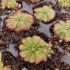 Drosera admirabilis, Palmiet River