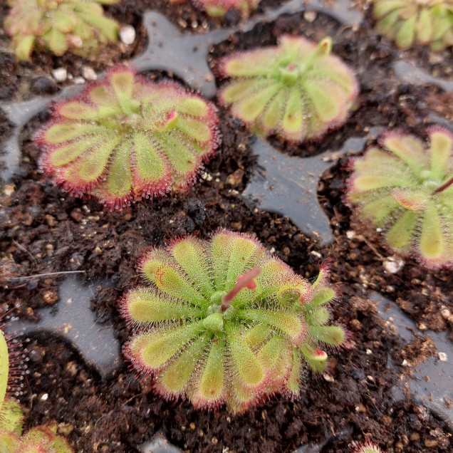 Drosera admirabilis, Palmiet River