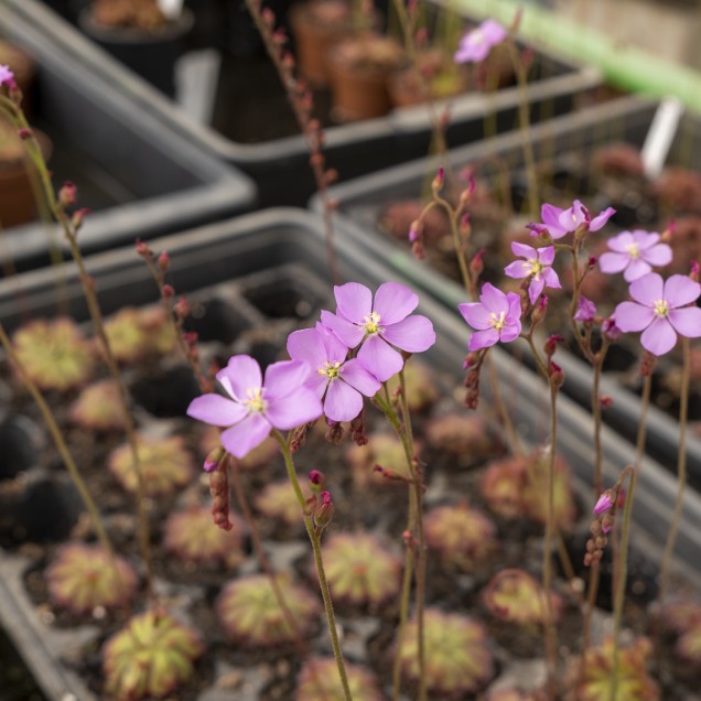 Drosera admirabilis, Palmiet River