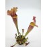 Sarracenia 'Thomas'