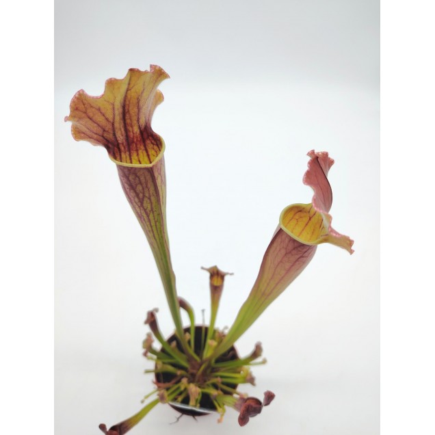 Sarracenia 'Thomas'
