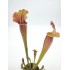 Sarracenia 'Thomas'